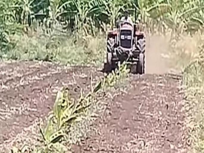 Due to stunted growth of banana crop in three and a half acres, the plow was turned | साडेतीन एकरातील केळी पिकाची वाढ खुंटल्यामुळे फिरविला नांगर Due to stunted growth of banana crop in three and a half acres, the plow was turned | साडेतीन एकरातील केळी पिकाची वाढ खुंटल्यामुळे फिरविला नांगर