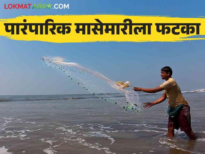 Traditional fishermen suffer from mechanized fishing at the beginning of the fishing season | मासेमारी हंगामाच्या सुरुवातीलाच यांत्रिकी मासेमारीमुळे पारंपरिक मच्छीमारांचे हाल Traditional fishermen suffer from mechanized fishing at the beginning of the fishing season | मासेमारी हंगामाच्या सुरुवातीलाच यांत्रिकी मासेमारीमुळे पारंपरिक मच्छीमारांचे हाल