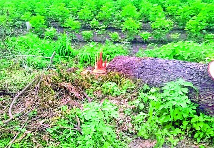 Invalid tree trunk on the state road to Erandol-Yeola | एरंडोल-येवला राज्य मार्गावर अवैध वृक्षतोड