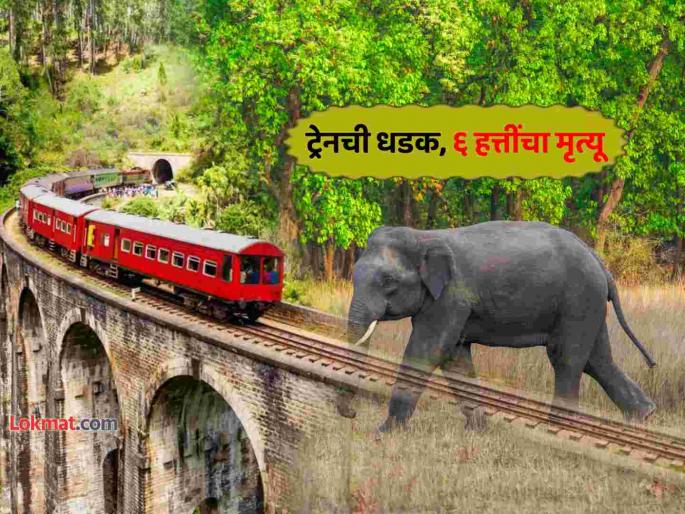 Shocking News Six elephants dead after being hit by train in Sri Lanka 20 dies in single year study reports | दुर्दैवी ! भरधाव रेल्वेची हत्तींच्या कळपाला जोरदार धडक; सहा हत्तींचा मृत्यू, दोन जखमी Shocking News Six elephants dead after being hit by train in Sri Lanka 20 dies in single year study reports | दुर्दैवी ! भरधाव रेल्वेची हत्तींच्या कळपाला जोरदार धडक; सहा हत्तींचा मृत्यू, दोन जखमी
