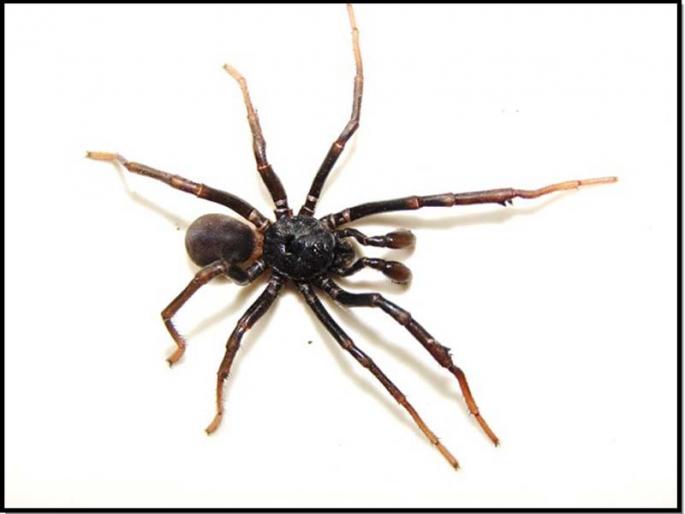 New species of ‘Tarantula’ spider found in Solapur! | सोलापुरात आढळली ‘टॅरांटूला’ कोळ्याची नवीन प्रजाती ! New species of ‘Tarantula’ spider found in Solapur! | सोलापुरात आढळली ‘टॅरांटूला’ कोळ्याची नवीन प्रजाती !