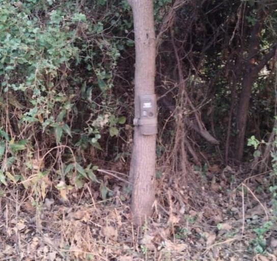 Trap cameras installed in the area where the tiger was found | वाघ आढळलेल्या परिसरात लावले ट्रॅप कॅमेरे Trap cameras installed in the area where the tiger was found | वाघ आढळलेल्या परिसरात लावले ट्रॅप कॅमेरे