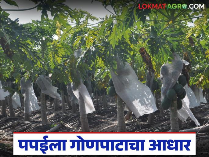 Latest News Papaya Crop Management use of burlap to prevent papaya from spoiling, read in detail | Papaya Farming : पपईची प्रत खराब होऊ नये म्हणून गोणपाटाचा आधार, वाचा सविस्तर 