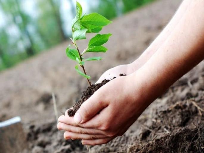 Government employees must have to give detailed information about tree plantation | नो उल्लू बनाविंग! सरकारी कर्मचाऱ्यांच्या दिखाऊ वृक्षारोपणाला बसणार चाप Government employees must have to give detailed information about tree plantation | नो उल्लू बनाविंग! सरकारी कर्मचाऱ्यांच्या दिखाऊ वृक्षारोपणाला बसणार चाप