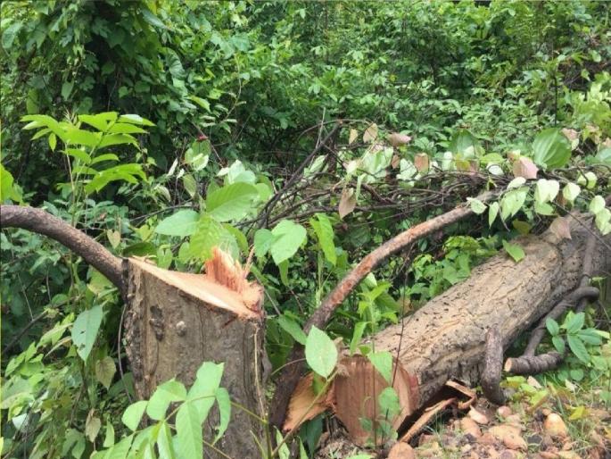 Trees cut down on Miraj Kagawad road | मिरज-कागवाड मार्गावर झाडांची खुलेआम कत्तल, वाढलेल्या फांद्या सोडून थेट खोडावरच कुऱ्हाड Trees cut down on Miraj Kagawad road | मिरज-कागवाड मार्गावर झाडांची खुलेआम कत्तल, वाढलेल्या फांद्या सोडून थेट खोडावरच कुऱ्हाड
