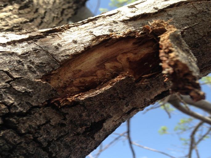 Avoid rain damage; If there is a dilapidated, pest-infested tree, inform the Chhatrapati Sambhajinagar Municipality | पावसाळ्यातील हानी टाळा; जीर्ण, कीड लागलेले झाड असेल तर मनपाला कळवा