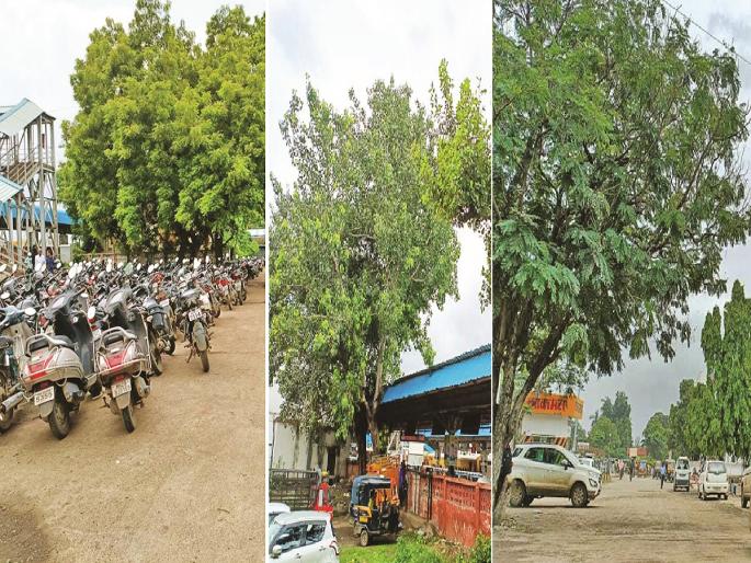 in Chhatrapari Sambhajinagar Hundreds of birds feared to be homeless due to ax falling on trees in railway station redevelopment | रेल्वेस्टेशनच्या पुनर्विकासात झाडांवर कुऱ्हाड पडून शेकडो पक्षी बेघर होण्याची भीती in Chhatrapari Sambhajinagar Hundreds of birds feared to be homeless due to ax falling on trees in railway station redevelopment | रेल्वेस्टेशनच्या पुनर्विकासात झाडांवर कुऱ्हाड पडून शेकडो पक्षी बेघर होण्याची भीती