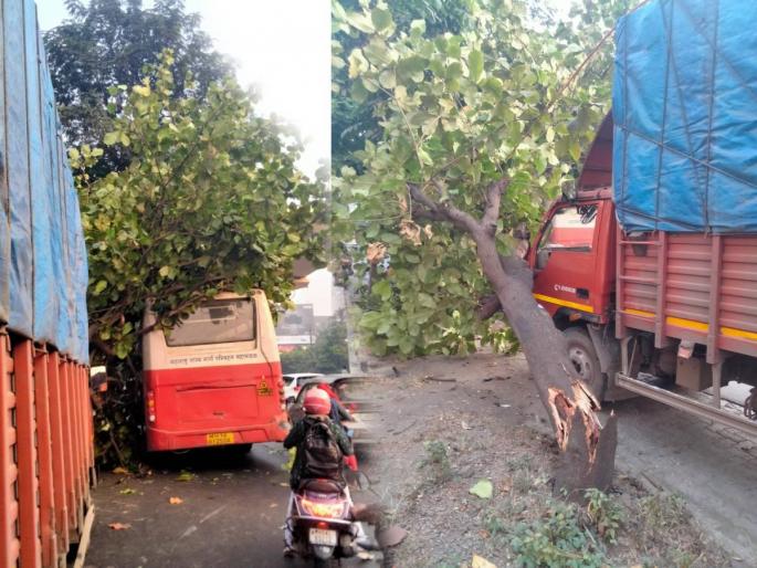 Pruning of over 95,000 branches to prevent accidents caused by falling dangerous trees during the rains | पावसात झाडे कोसळून होणारे अपघात टाळण्यासाठी ९५ हजारांपेक्षा अधिक फांद्यांची छाटणी Pruning of over 95,000 branches to prevent accidents caused by falling dangerous trees during the rains | पावसात झाडे कोसळून होणारे अपघात टाळण्यासाठी ९५ हजारांपेक्षा अधिक फांद्यांची छाटणी
