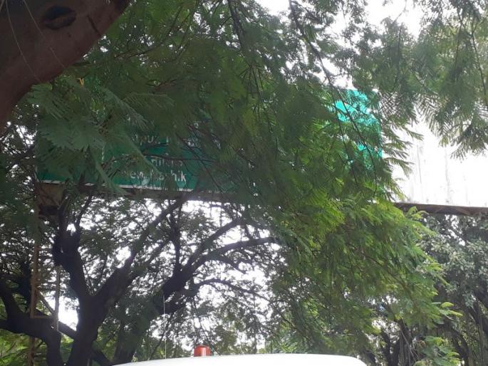 Direction board behind trees | दिशादर्शक फलक गेले झाडांच्या आड