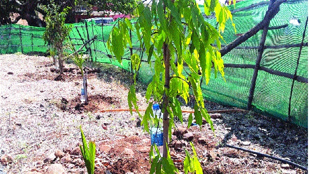 Planting trees in the lawn area before climbing | बोहल्यावर चढण्यापूर्वी लॉन्स परिसरात वृक्षारोपण