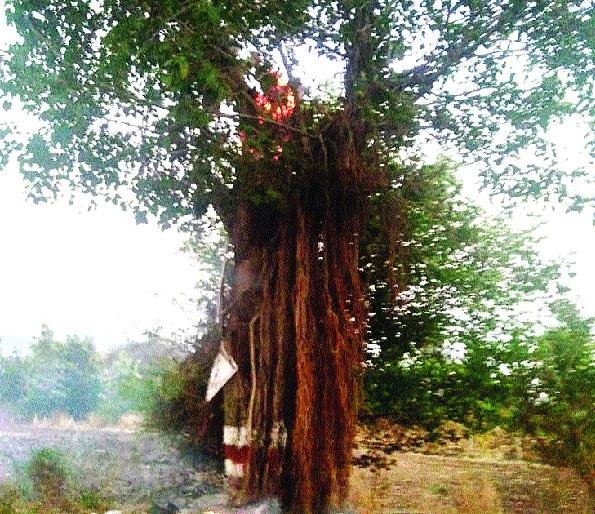 The age of the tree is determined by traditional method | पारंपरिक पद्धतीनेच ठरवले जाते वृक्षाचे वय