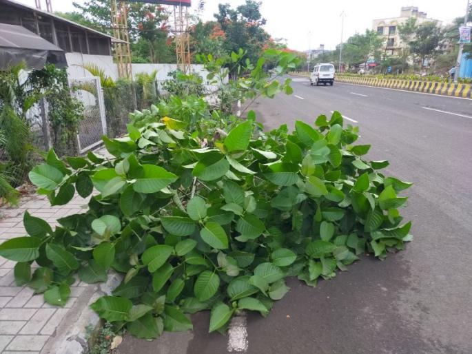 Wind speed 18 km per hour; Influence of 'Taukte' on the climate of Nashik | वादळी वाऱ्याचा वेग १८ किमी प्रतीतास; 'तौक्ते'चा नाशकाच्या हवामानावर प्रभाव