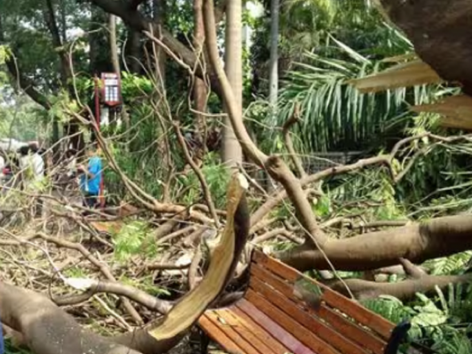 Exotic plants are uprooted by a simple gust of wind | साध्या वाऱ्याच्या धक्क्याने उन्मळून पडतात विदेशी झाडे, आडोसा घेणेही ठरते धोकादायक Exotic plants are uprooted by a simple gust of wind | साध्या वाऱ्याच्या धक्क्याने उन्मळून पडतात विदेशी झाडे, आडोसा घेणेही ठरते धोकादायक