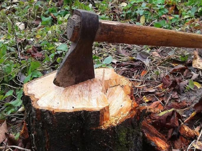 Task force by Forest Department to ban illegal Cut the tree Prohibition in twelve villages of Sawantwadi-Dodamarg taluka | अवैद्य वृक्षतोड बंदीसाठी वन विभागाकडून टास्क फोर्स, सावंतवाडी-दोडामार्ग तालुक्यांतील बारा गावांत बंदी Task force by Forest Department to ban illegal Cut the tree Prohibition in twelve villages of Sawantwadi-Dodamarg taluka | अवैद्य वृक्षतोड बंदीसाठी वन विभागाकडून टास्क फोर्स, सावंतवाडी-दोडामार्ग तालुक्यांतील बारा गावांत बंदी