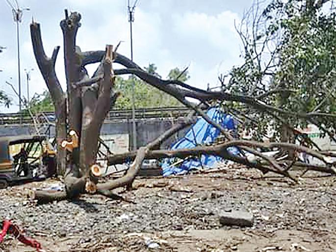 Advertising bullet; Kalamboli Colonial type | जाहिरातीसाठी झाडांचा बळी; कळंबोली वसाहतीतील प्रकार Advertising bullet; Kalamboli Colonial type | जाहिरातीसाठी झाडांचा बळी; कळंबोली वसाहतीतील प्रकार