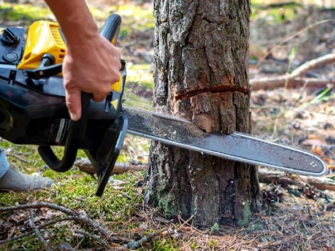 in mumbai about 50 thousand fine for cutting trees without permission the cost to save the trees runs into crores | विनापरवानगी झाड तोडल्यास ५० हजारांचा दंड; झाडे जगविण्यासाठी खर्चाची उड्डाणे कोटींमध्ये in mumbai about 50 thousand fine for cutting trees without permission the cost to save the trees runs into crores | विनापरवानगी झाड तोडल्यास ५० हजारांचा दंड; झाडे जगविण्यासाठी खर्चाची उड्डाणे कोटींमध्ये