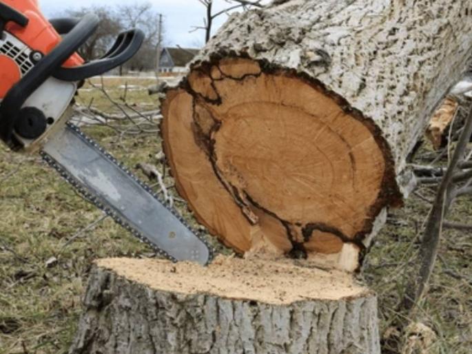 Illegal felling of trees in Mhadai Sanctuary; Wildfires have already caused significant loss of wildlife | म्हादई अभयारण्यात बेकायदा वृक्षतोड; आधीच वणव्याच्या आगीमुळे वन्यजीवांचा लक्षणीय ऱ्हास Illegal felling of trees in Mhadai Sanctuary; Wildfires have already caused significant loss of wildlife | म्हादई अभयारण्यात बेकायदा वृक्षतोड; आधीच वणव्याच्या आगीमुळे वन्यजीवांचा लक्षणीय ऱ्हास