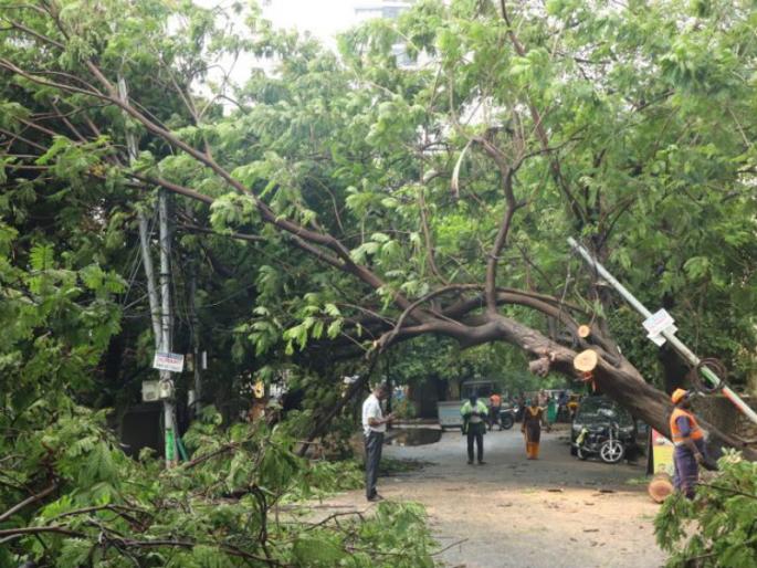 A branch will fall in a stormy rain Take precautions now appeal of Pune Municipal Corporation | वादळी पावसात पडेल फांदी; आताच घ्या खबरदारी, पुणे महापालिकेचे आवाहन A branch will fall in a stormy rain Take precautions now appeal of Pune Municipal Corporation | वादळी पावसात पडेल फांदी; आताच घ्या खबरदारी, पुणे महापालिकेचे आवाहन