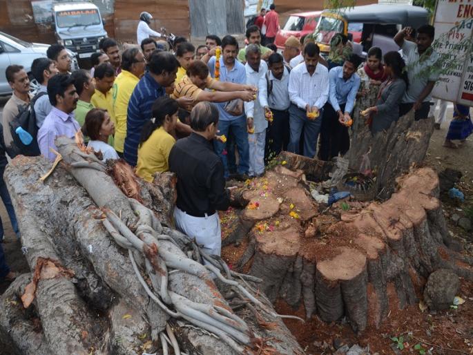 Homage tribute to Treee by nature-lovers | बेकायदा कत्तल केलेल्या वटवृक्षाला निसर्गप्रेमींची श्रद्धांजली Homage tribute to Treee by nature-lovers | बेकायदा कत्तल केलेल्या वटवृक्षाला निसर्गप्रेमींची श्रद्धांजली