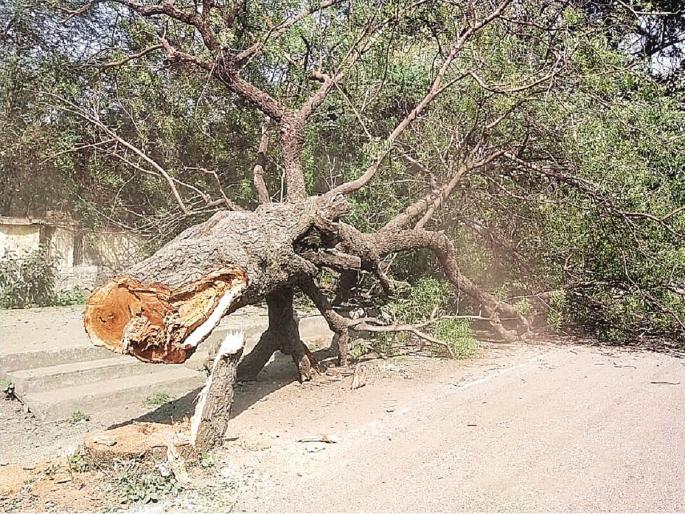 The administration got tired of the sholay style protesters; they cut down the tree in front of the Beed Collector office | शोले स्टाइल आंदोलकांना प्रशासन कंटाळले; कार्यालयासमोरील झाडच तोडले The administration got tired of the sholay style protesters; they cut down the tree in front of the Beed Collector office | शोले स्टाइल आंदोलकांना प्रशासन कंटाळले; कार्यालयासमोरील झाडच तोडले