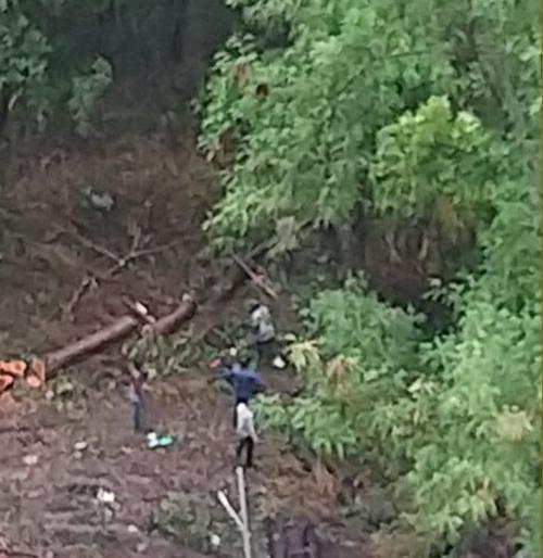 27 trees felled in FCI area of Nagpur | नागपुरातील एफसीआय परिसरातील २७ झाडांची कत्तल 27 trees felled in FCI area of Nagpur | नागपुरातील एफसीआय परिसरातील २७ झाडांची कत्तल