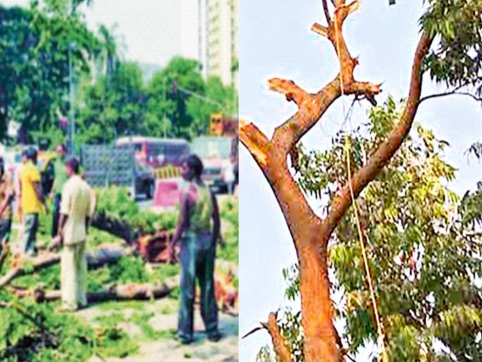 Ax action against tree fellers; Direct penalty of 50,000 will be imposed, Ordinance issued to amend the Act | झाड तोडणाऱ्यांवर कारवाईची कुऱ्हाड; होणार थेट ५० हजारांचा दंड Ax action against tree fellers; Direct penalty of 50,000 will be imposed, Ordinance issued to amend the Act | झाड तोडणाऱ्यांवर कारवाईची कुऱ्हाड; होणार थेट ५० हजारांचा दंड
