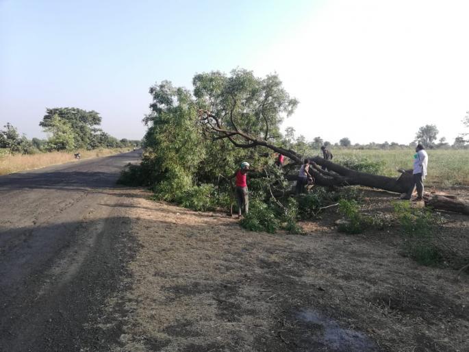 tree cutting for construction of roads! | रस्ते निर्मिती कामात मोठमोठ्या वृक्षांची कत्तल!