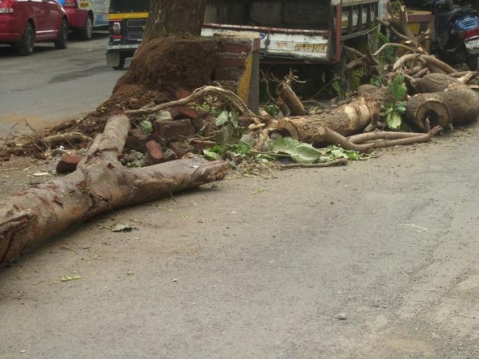 If you cut down trees for Holi, crime will be registered, municipal alert | होळीसाठी वृक्षतोड कराल तर गुन्हा दाखल होईल, महापालिकेचा इशारा If you cut down trees for Holi, crime will be registered, municipal alert | होळीसाठी वृक्षतोड कराल तर गुन्हा दाखल होईल, महापालिकेचा इशारा