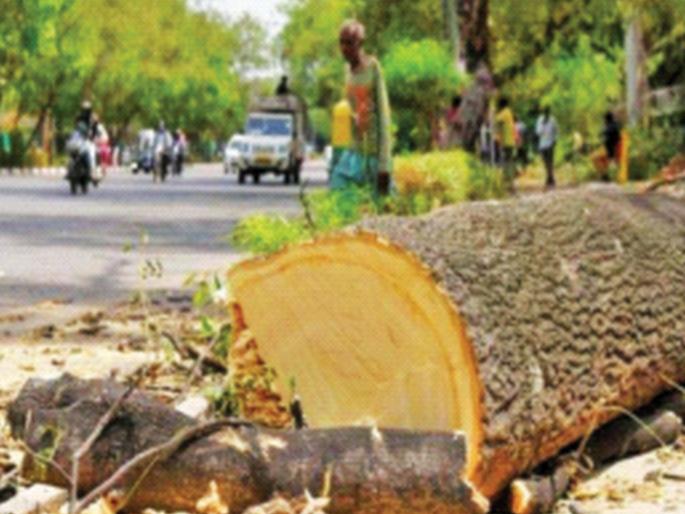 Do you want to cut a tree, have you taken permission from the municipality? Notification issued by Municipal Parks Department | झाड तोडायचंय, पालिकेची परवानगी घेतली का? महापालिका उद्यान विभागाच्या सूचना जारी Do you want to cut a tree, have you taken permission from the municipality? Notification issued by Municipal Parks Department | झाड तोडायचंय, पालिकेची परवानगी घेतली का? महापालिका उद्यान विभागाच्या सूचना जारी