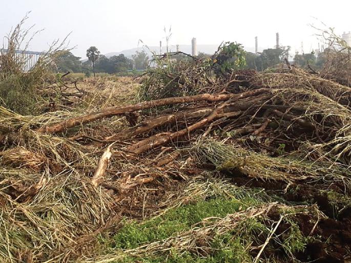Tree trunk in Taloja MIDC | तळोजा एमआयडीसीत वृक्षतोड Tree trunk in Taloja MIDC | तळोजा एमआयडीसीत वृक्षतोड