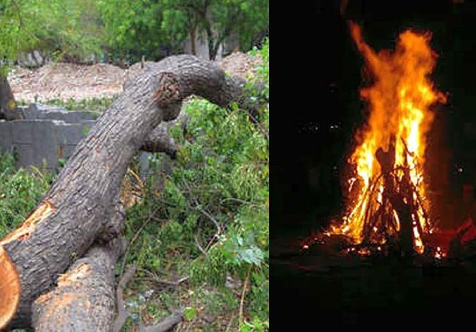 forest department to take strict action against tree cutting activities for holi | होळीसाठी वृक्ष तोडाल तर खबरदार; थेट कारागृहात रवानगी forest department to take strict action against tree cutting activities for holi | होळीसाठी वृक्ष तोडाल तर खबरदार; थेट कारागृहात रवानगी