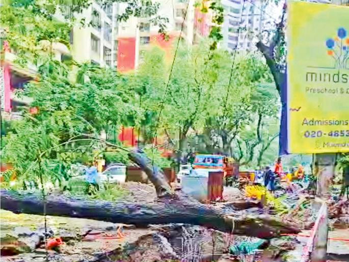 Tree fell due to road works; blame the contractor | रस्त्याच्या कामांमुळे झाड कोसळले; ठेकेदारावर बडगा? 