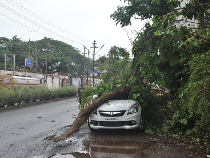 105 trees fell in Vasco in two months | दोन महिन्यात वास्कोत १०५ झाडं कोसळली; एकाचा दुर्देवी अंत 105 trees fell in Vasco in two months | दोन महिन्यात वास्कोत १०५ झाडं कोसळली; एकाचा दुर्देवी अंत
