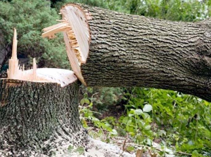 Tree felling in cities will be penalized, tree planting will be compensated | शहरांमध्ये वृक्ष तोडल्यास दंड, भरपाईत होणार वृक्षारोपण Tree felling in cities will be penalized, tree planting will be compensated | शहरांमध्ये वृक्ष तोडल्यास दंड, भरपाईत होणार वृक्षारोपण
