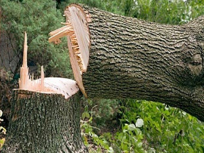 So far 25434 trees have been cut down for the widening of 20 roads in Kolhapur district | Kolhapur: रस्त्यांसाठी २५ हजांरावर झाडांची कत्तल, वनखातेही अनभिज्ञ  So far 25434 trees have been cut down for the widening of 20 roads in Kolhapur district | Kolhapur: रस्त्यांसाठी २५ हजांरावर झाडांची कत्तल, वनखातेही अनभिज्ञ