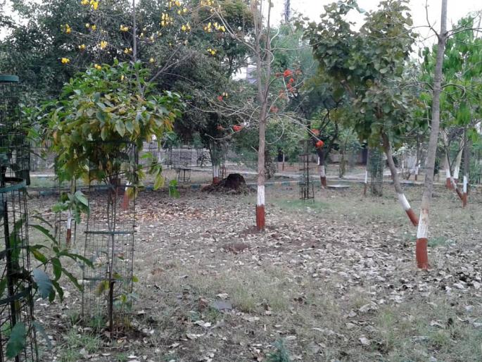 saolaa-varasaanpaasauuna-vaikasaita-jhaalaelai-daevaraai-tharanaara-manapaasaathai-maodaela | सोळा वर्षांपासून विकसीत झालेली ‘देवराई’ ठरणार मनपासाठी ‘मॉडेल’ saolaa-varasaanpaasauuna-vaikasaita-jhaalaelai-daevaraai-tharanaara-manapaasaathai-maodaela | सोळा वर्षांपासून विकसीत झालेली ‘देवराई’ ठरणार मनपासाठी ‘मॉडेल’