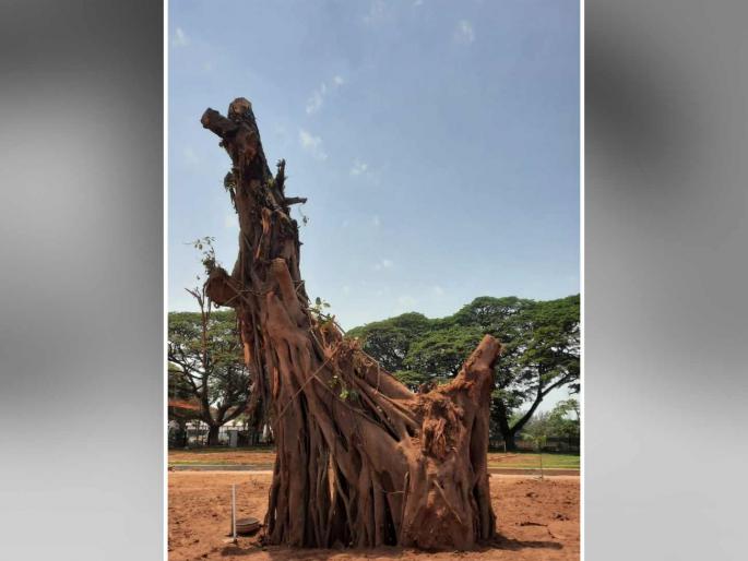 The relocation of that banyan tree in two places in two days shows the lack of planning in the work of Smart City | दोन दिवसात दोन ठिकाणी त्या वटवृक्षाचे स्थलांतर, स्मार्ट सिटीच्या कामात नियोजनाचा अभाव स्पष्ट