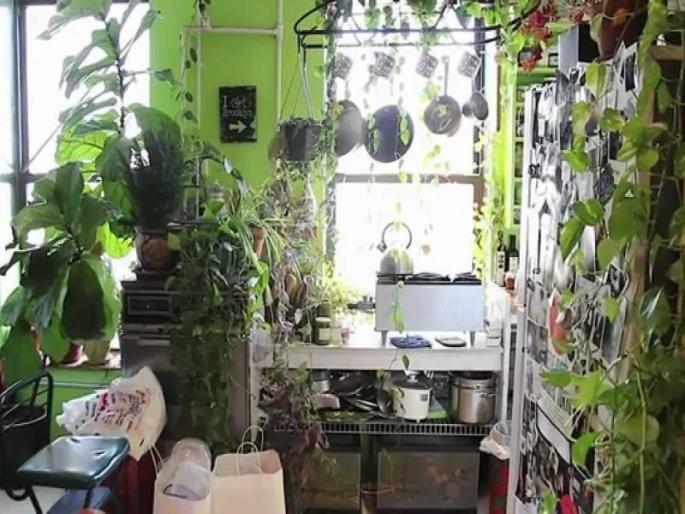 Museum of rare herbs in Rahuri | दुर्मीळ औषधी वनस्पतींचे राहुरीमध्ये संग्रहालय Museum of rare herbs in Rahuri | दुर्मीळ औषधी वनस्पतींचे राहुरीमध्ये संग्रहालय