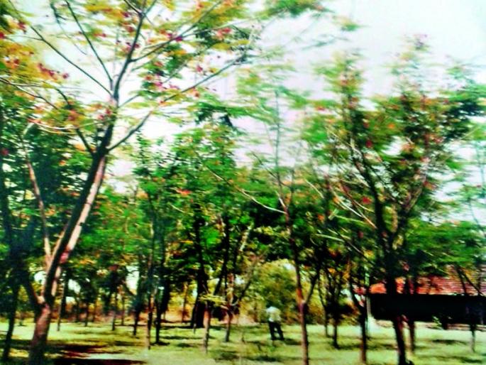 Tree plantation at jalgaon | वृक्ष वल्ली आम्हा सोयरे.... Tree plantation at jalgaon | वृक्ष वल्ली आम्हा सोयरे....