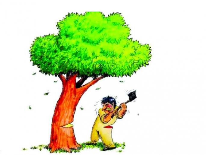 It is because of Kolhapur that the rules of Tree Authority were prepared | वृक्ष प्राधिकरणाचे नियम तयार झाले कोल्हापूरमुळेच