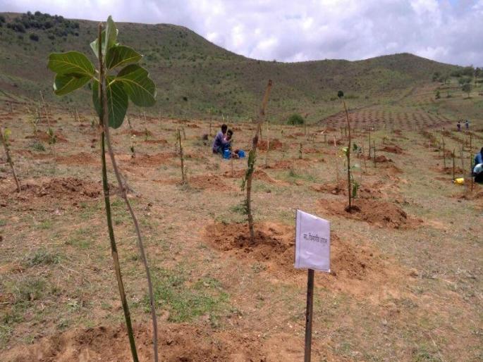Vanamohotsav 2018: Hundreds of hands were gathered for 'green Nashik' | वनमहोत्सव : ‘हरित नाशिक’साठी एकत्र आले शेकडो हात  Vanamohotsav 2018: Hundreds of hands were gathered for 'green Nashik' | वनमहोत्सव : ‘हरित नाशिक’साठी एकत्र आले शेकडो हात