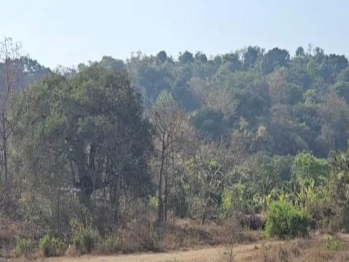 Pay Rs 20 crore for tree plantation; Mira-Bhayander Municipal Corporation's letter to MMRDA | झाडांच्या लागवडीसाठी २० कोटी भरा; मीरा-भाईंदर महापालिकेचं MMRDA ला पत्र Pay Rs 20 crore for tree plantation; Mira-Bhayander Municipal Corporation's letter to MMRDA | झाडांच्या लागवडीसाठी २० कोटी भरा; मीरा-भाईंदर महापालिकेचं MMRDA ला पत्र