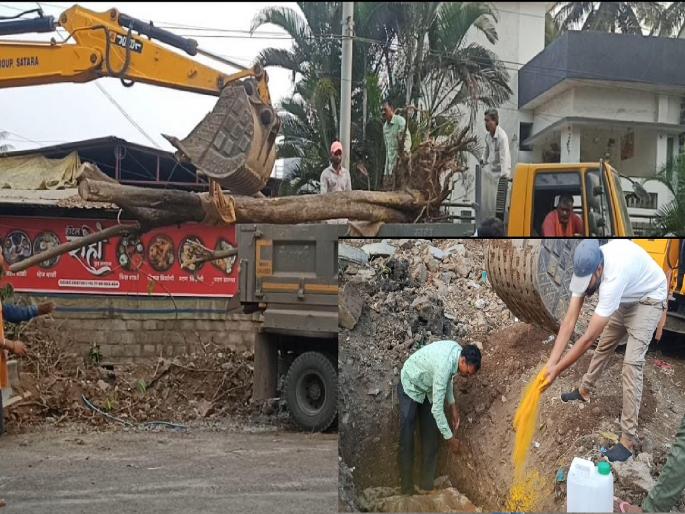 Municipality efforts to transplant 59 trees in Satara | साताऱ्यात ५९ झाडांच्या प्रत्यारोपणासाठी पालिकेचे प्रयत्न Municipality efforts to transplant 59 trees in Satara | साताऱ्यात ५९ झाडांच्या प्रत्यारोपणासाठी पालिकेचे प्रयत्न
