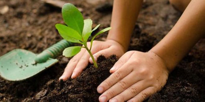 Celebrate Biodiversity Day by sowing seeds at Talere | तळेरे येथे जैवविविधता दिन बीजारोपण करून साजरा Celebrate Biodiversity Day by sowing seeds at Talere | तळेरे येथे जैवविविधता दिन बीजारोपण करून साजरा