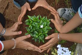 50 lakhs of trees in the district are available in the district | जिल्हाभरात यंदा ५० लाख वृक्षलागवड 50 lakhs of trees in the district are available in the district | जिल्हाभरात यंदा ५० लाख वृक्षलागवड