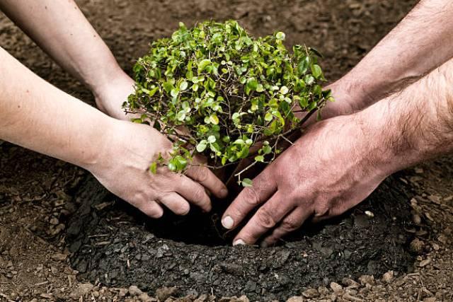Prepare 9.77 million potholes for tree plantations | वृक्षरोपणासाठी रोहयोअंतर्गंत ९ लाख ७७ हजार खड्डे तयार Prepare 9.77 million potholes for tree plantations | वृक्षरोपणासाठी रोहयोअंतर्गंत ९ लाख ७७ हजार खड्डे तयार