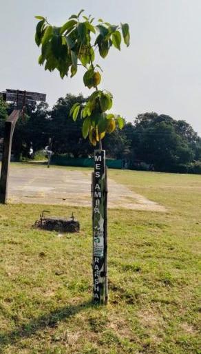 Questioning on Tree Plantation Campaign: Half of the trees planted alive | वृक्ष लागवड अभियानावर प्रश्नचिन्ह : लावलेली अर्धीच झाडे जिवंत