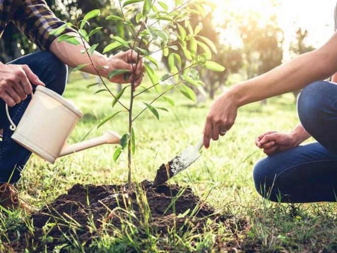 Department of Social Forestry appeals to Shivlovers; Get free saplings and plant trees on forts ...! | सामाजिक वनीकरण विभागाची शिवप्रेमींना साद; मिळवा मोफत रोपे अन‌् गड-किल्ल्यांवर करा वृक्षारोपण...!
