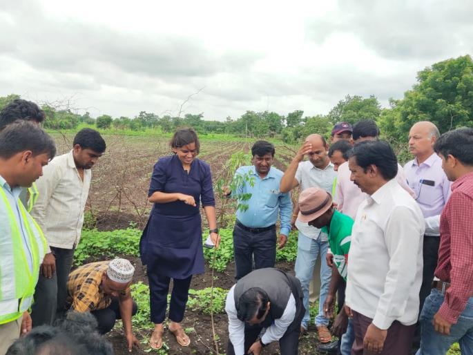 3775 trees planted on the Akola-Patur highway in a single day! | अकोला-पातूर महामार्गावर एकाच दिवशी ३७७५ वृक्ष लागवड ! 3775 trees planted on the Akola-Patur highway in a single day! | अकोला-पातूर महामार्गावर एकाच दिवशी ३७७५ वृक्ष लागवड !