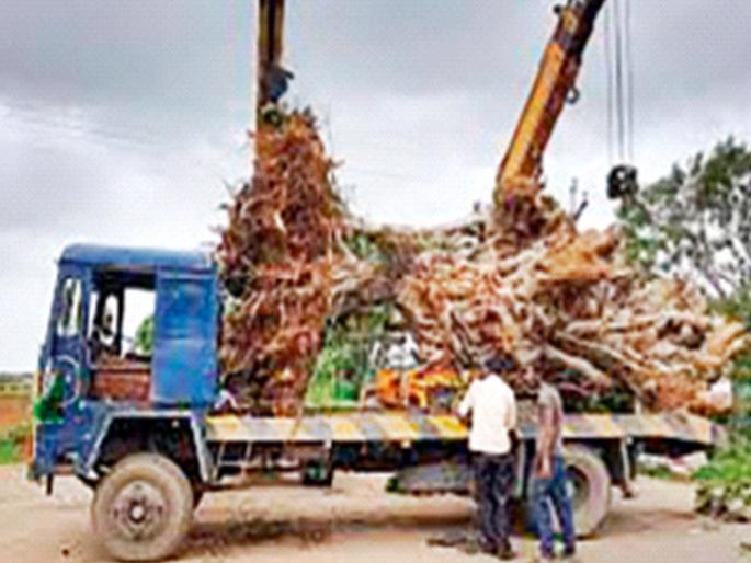 Replanting trees - real conservation or a waste of time and money? | झाडांचं पुनर्रोपण-खरंच संवर्धन की वेळ, पैशांचा अपव्यय? Replanting trees - real conservation or a waste of time and money? | झाडांचं पुनर्रोपण-खरंच संवर्धन की वेळ, पैशांचा अपव्यय?